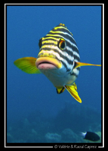 I'd like a kiss :-) by Raoul Caprez 
